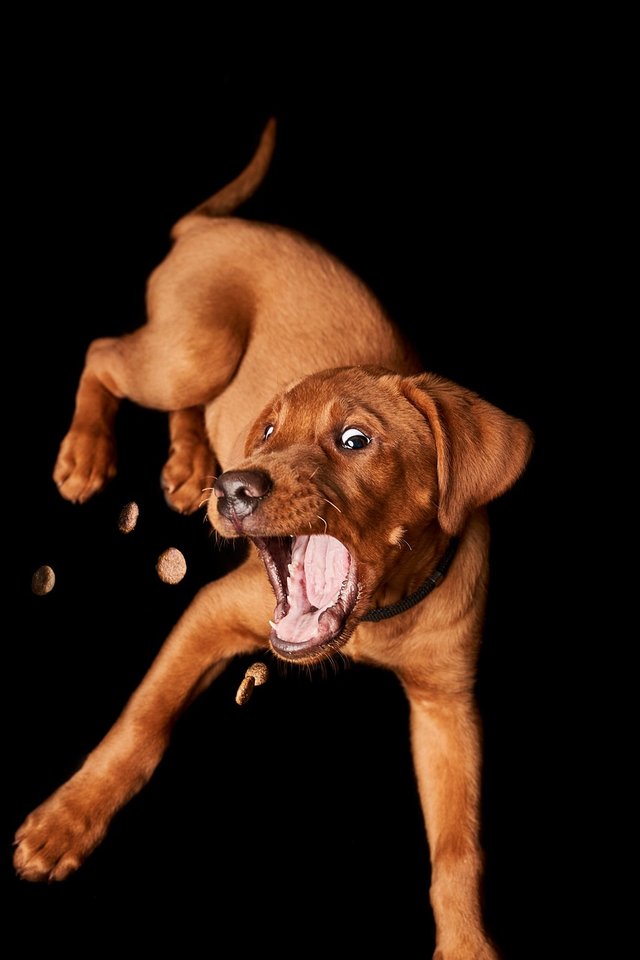 dog-5021242_1280.jpg