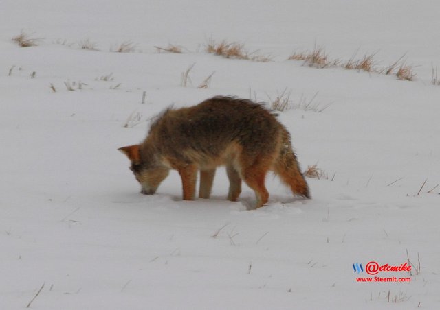 animal-photography wildlife coyote PFW11_0390.JPG