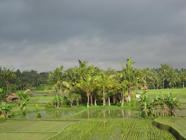 rice-field-203418_1280.jpg