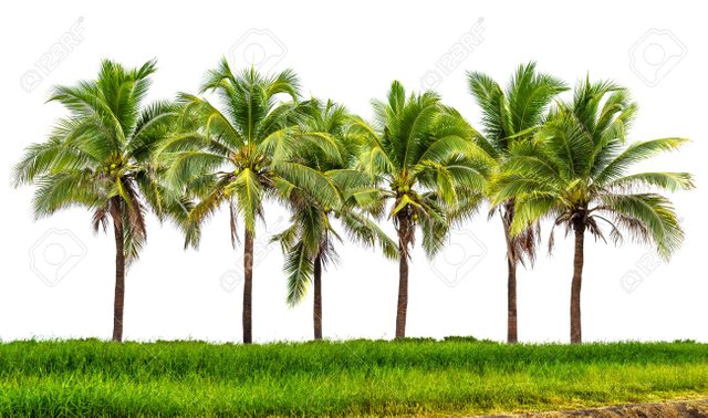 40290082-line-up-of-coconut-tree-and-grassland-isolated-on-white-background.jpg
