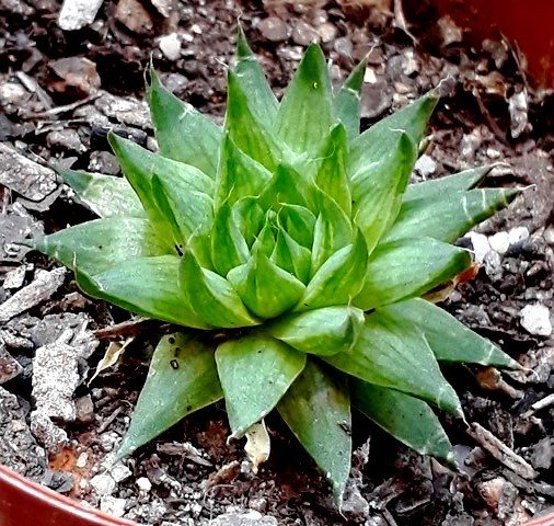 Haworthia Marumiana v Batesiana.jpg