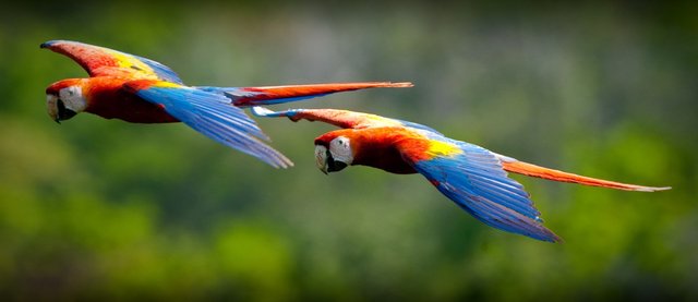 guacamaya2.jpg