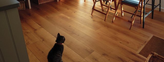 wood-flooring-and-pets-blog.jpg