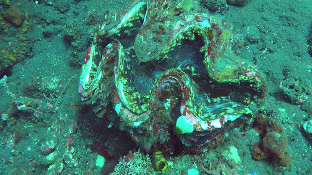 scuba-clam.png