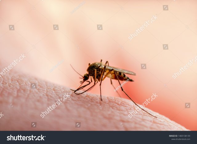stock-photo-dangerous-malaria-infected-mosquito-skin-bite-leishmaniasis-encephalitis-yellow-fever-dengue-1483138139.jpg