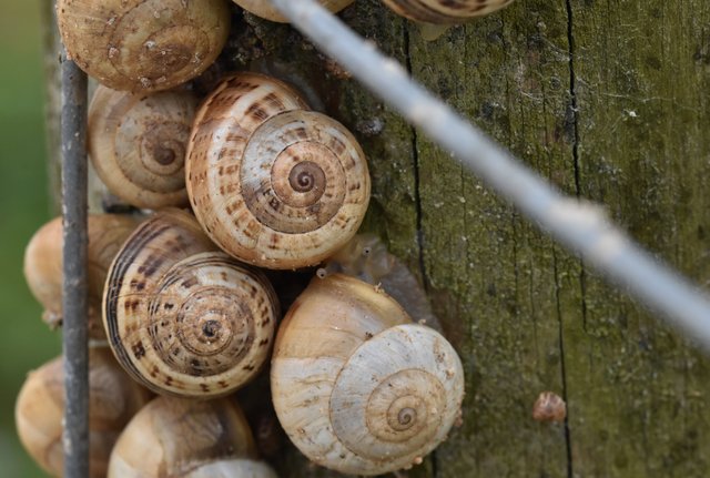 snails wooden pole 1.jpg