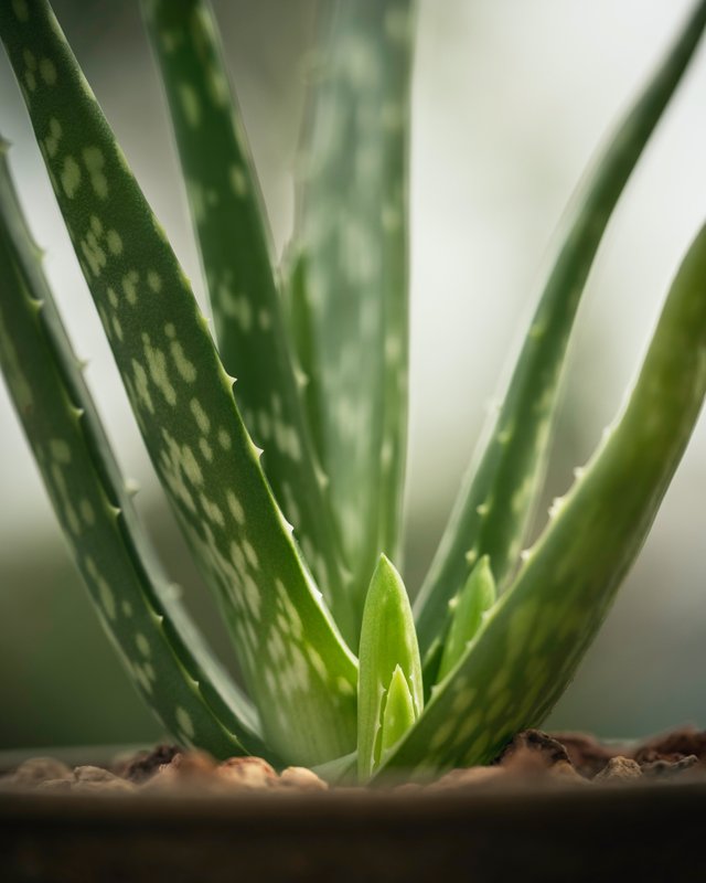 aloevera.jpg