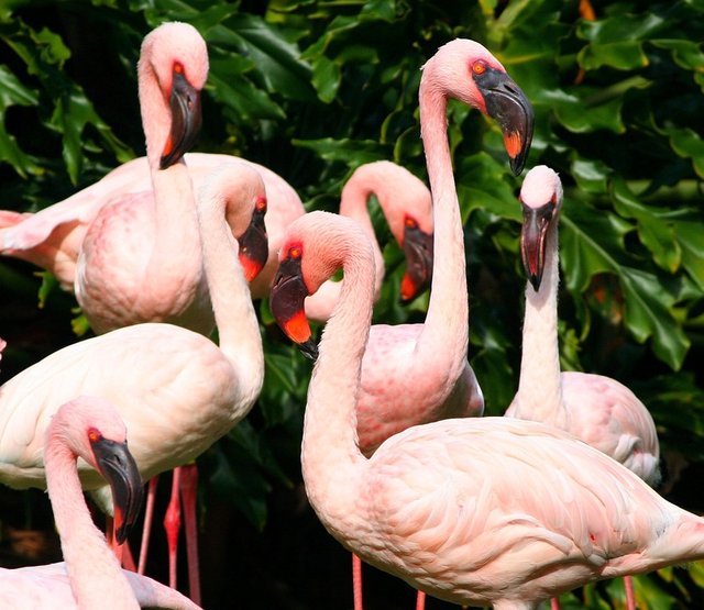 pink-flamingos-58417_960_720.jpg