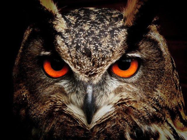 owl-bird-eyes-eagle-owl-86596-810x608.jpeg