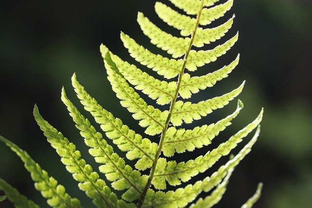 fern-g26286e4ee_1280.jpg