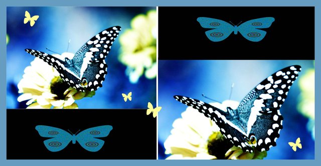Artphotography Free To Snip Copy And Paste Seven Images My Own Photo Edit Of A Beautiful Butterfly Join Steemit And Bring Your Talent To The Table Steemit