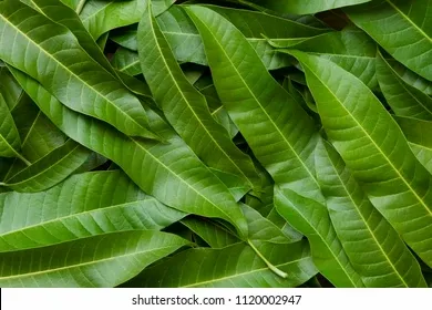 mango-leaves-background-260nw-1120002947.webp