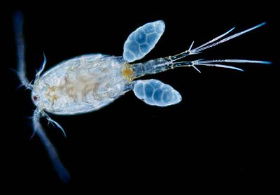 copepodo2.jpg