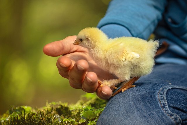 chick-6652163_1280.jpg