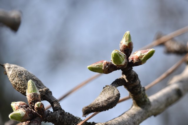 tree spring buds 2.jpg