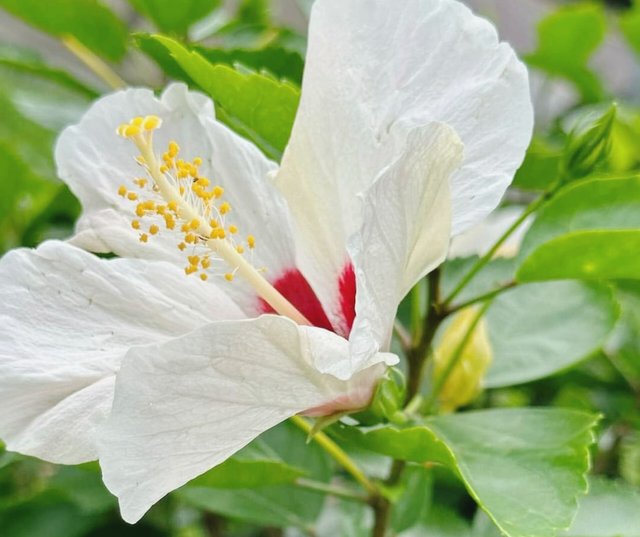 The white jaba flower (3).jpg