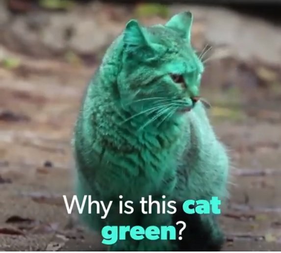 green cat.jpg