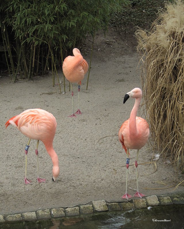 Flamingos_03.jpg