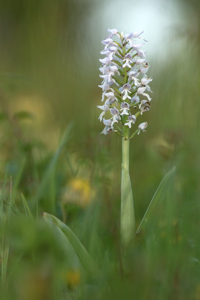 Helmknabenkraut (Orchis Militaris Var. alba)_2125-BF.jpg