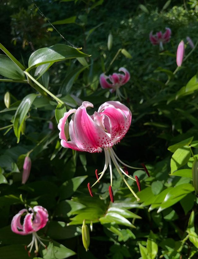 IMG_20250728_142400.jpg