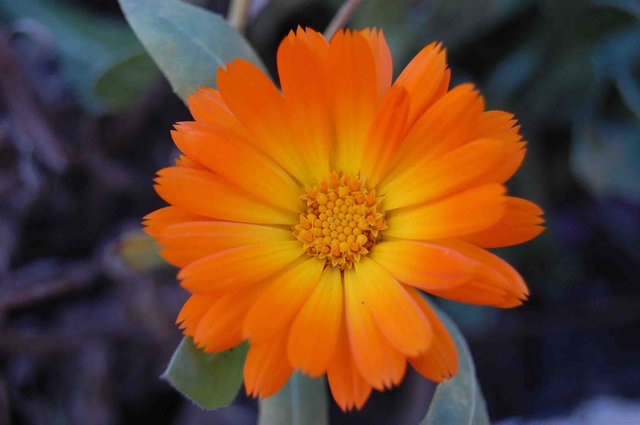 flor-anaranjada.jpg