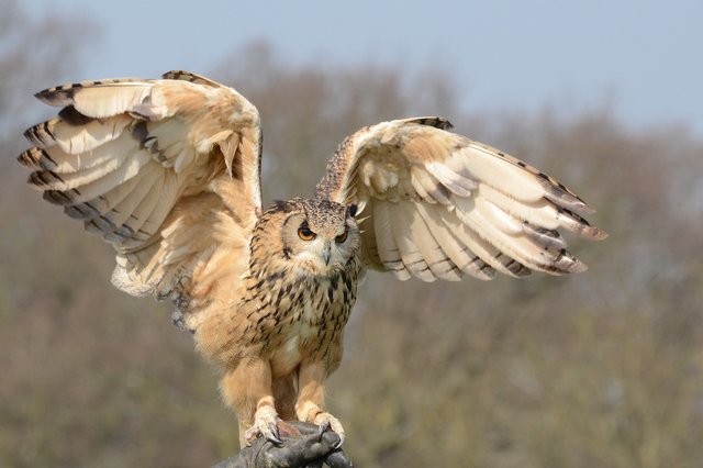 snowy-owl-981653_1920.jpg