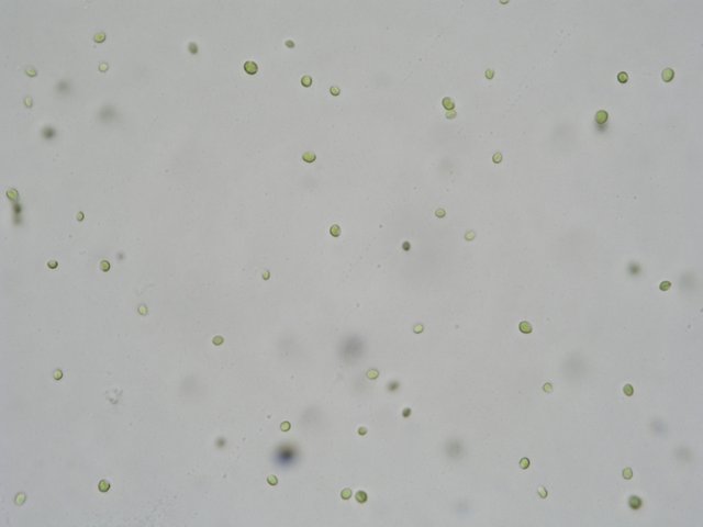 Chlorella vulgaris.jpg