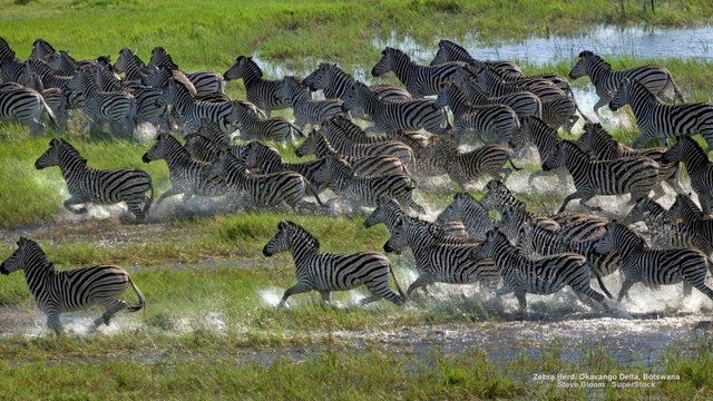 Top 7 Reasons to Experience Botswana's Zebra Migration on African safari.jpg