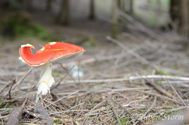 Dotless_Fly_Agaric.jpg