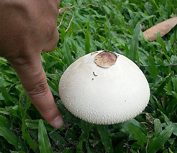 White Mushroom03.jpg