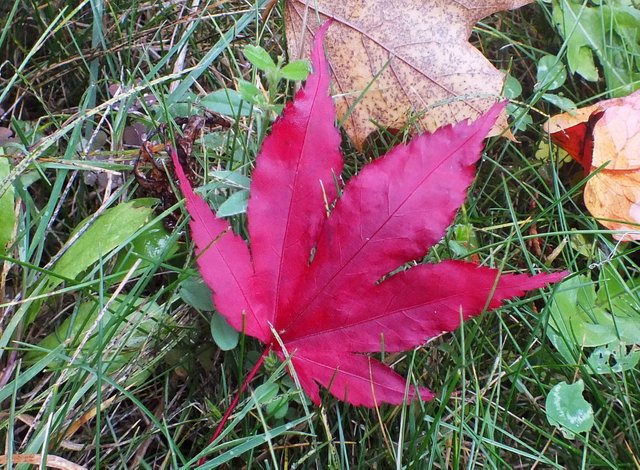 0754-RedLeaf.jpg