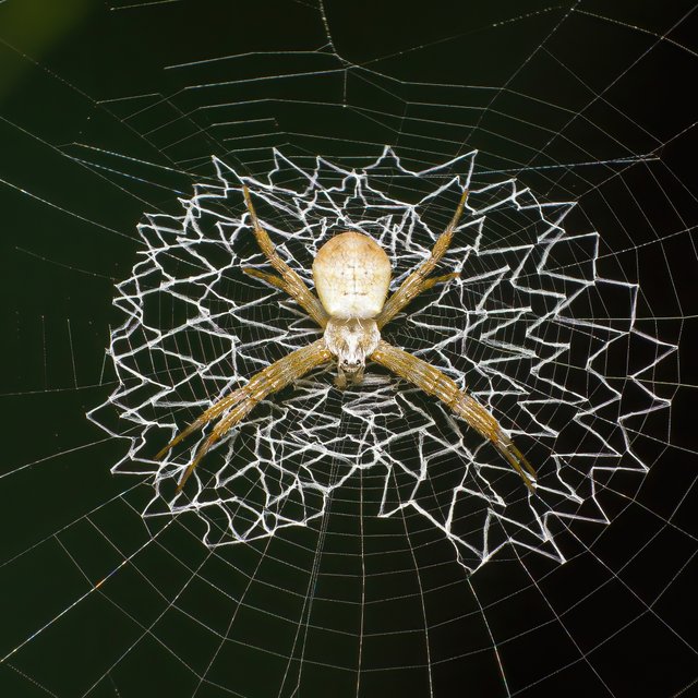 spider3-denoise.jpg