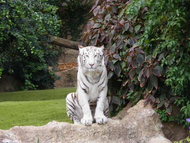 Tygrys biały (2).JPG