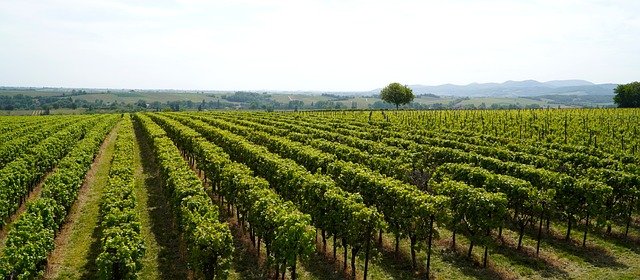 vineyards-5155218_640.jpg