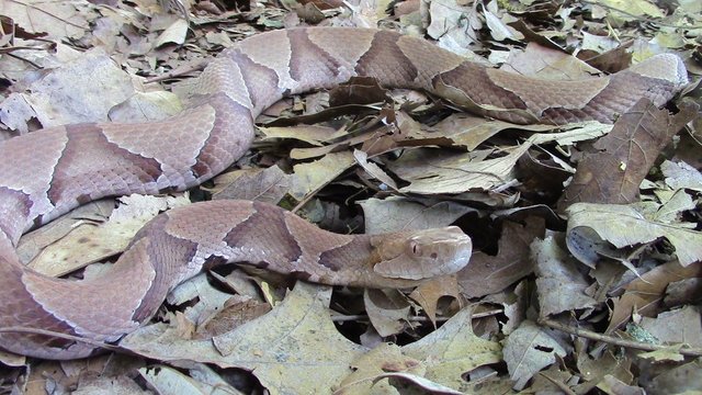 copperhead 2.jpg