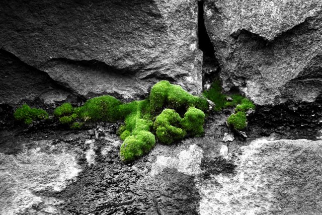 moss color splash.jpg