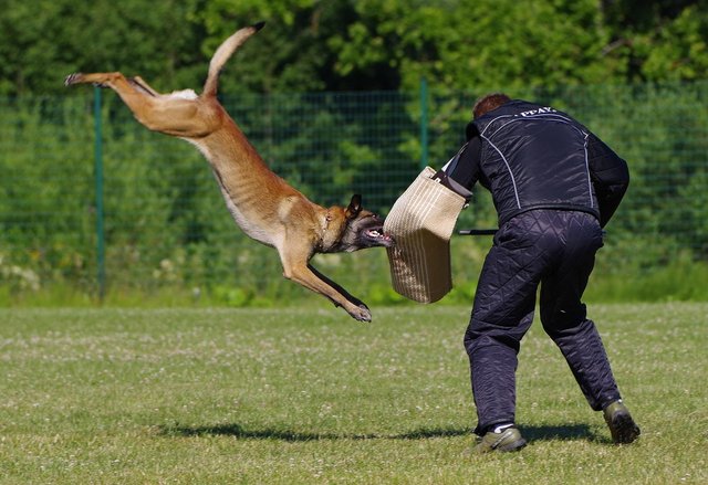 belgian-shepherd-malinois-2882355_1280.jpg