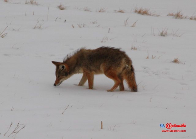 animal-photography wildlife coyote PFW11_0402.JPG