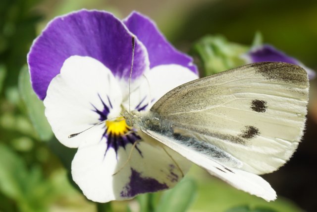 A Viola and the Cabbage White Butterly.JPG