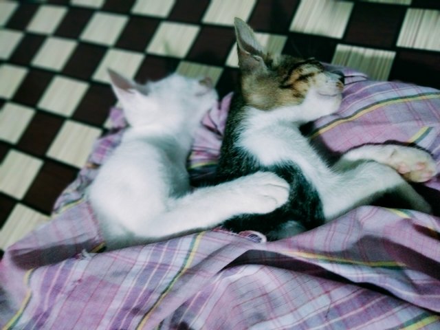 IMG20250426214741.jpg