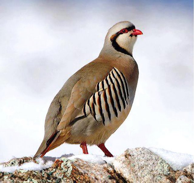 What-is-the-National-Bird-of-Pakistan.jpg