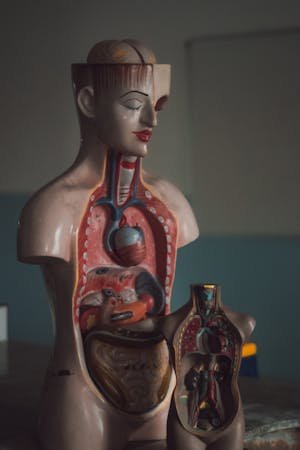 free-photo-of-mannequin-of-human-digestive-tract.jpeg