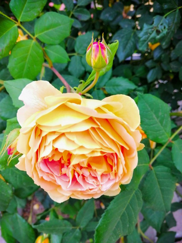 IMG_20250706_142713.jpg
