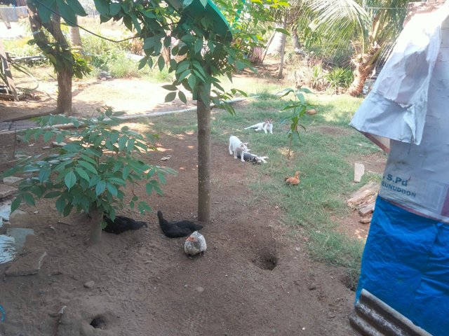 IMG_2329.jpeg