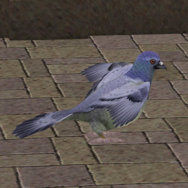 Pidgeon taking off 2.jpg