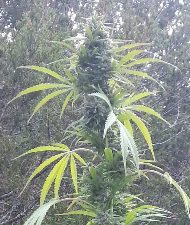 citrus_skunk_budstart3_top_jazz_hands.jpg