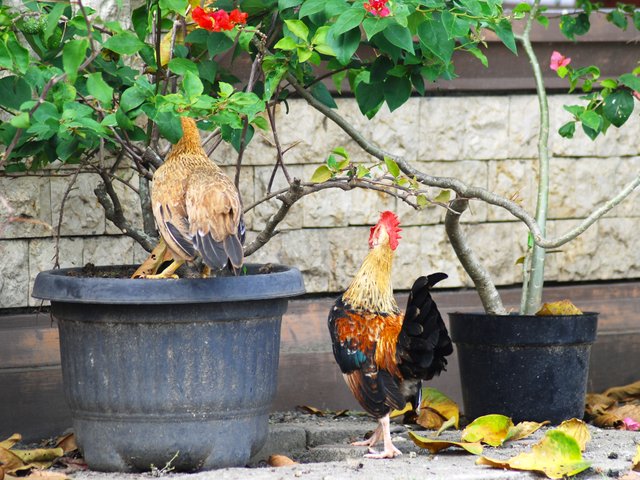 Ayam cantik1.JPG