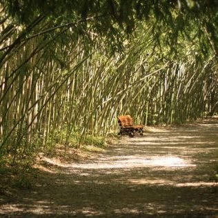 bamboo_park_by_lilia73-e1483088244224-circle.jpg