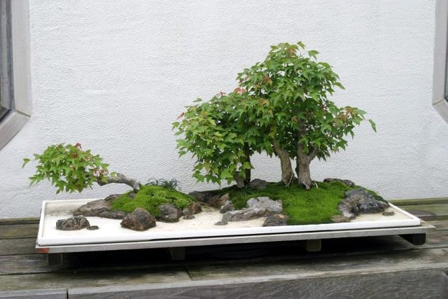 Penjing_img_2257.jpg