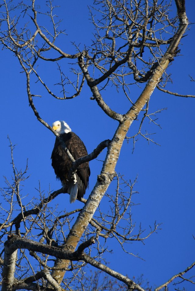 shasta2019march29th47eagles3io.jpg